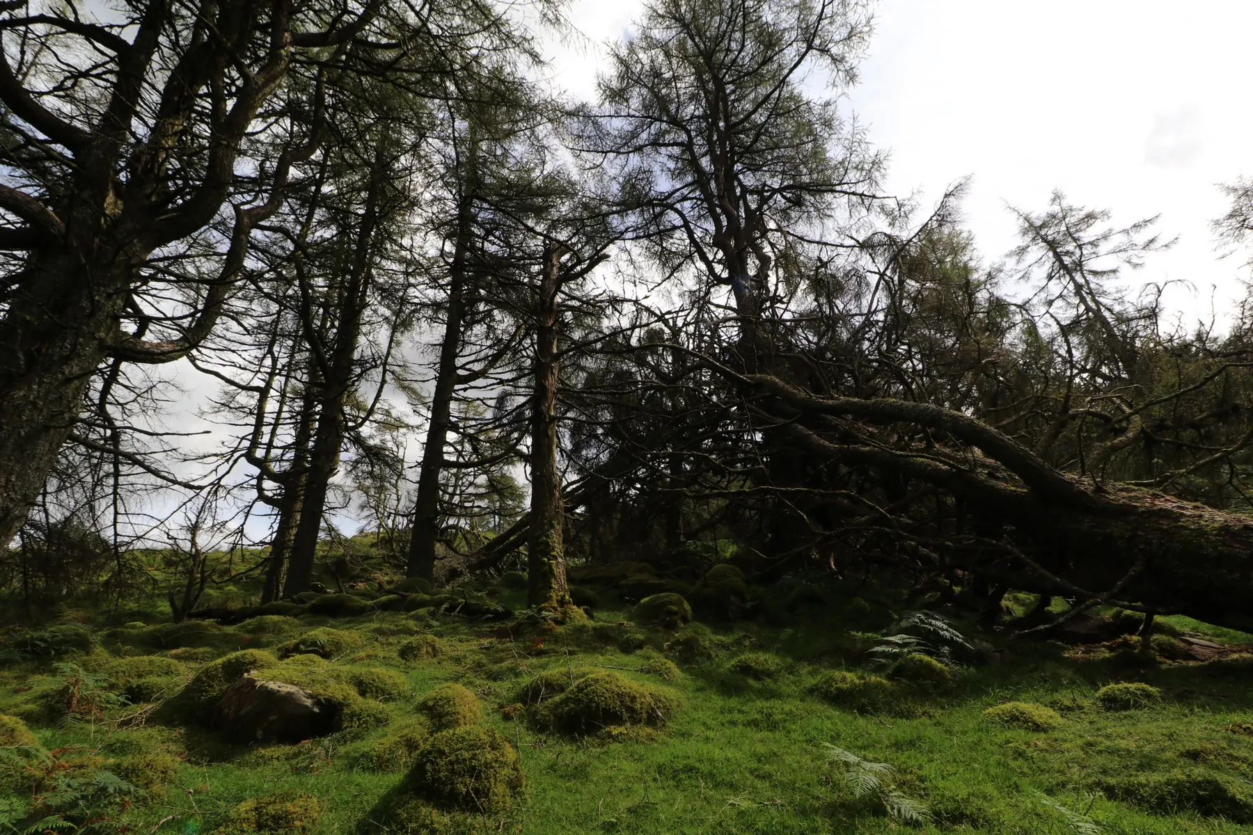 Fallen tree lying across a golden larch woodland floor in soft autumn light