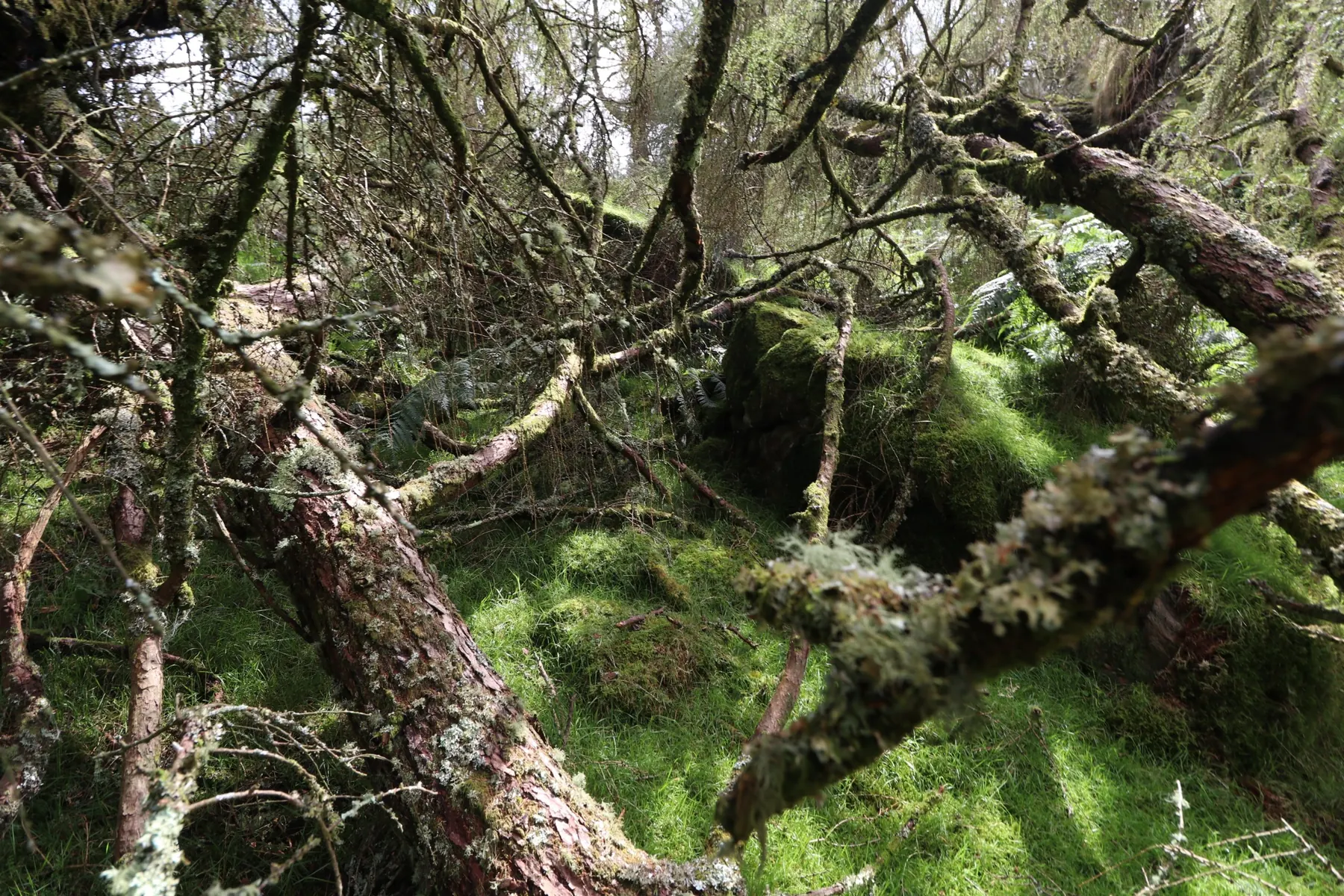 Moss covered fallen branches on a shaded woodland floor